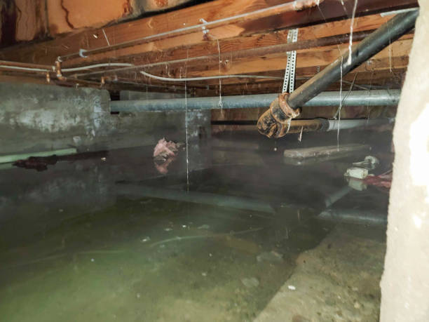 Best Professional water damage repair  in Franklinville, NC
