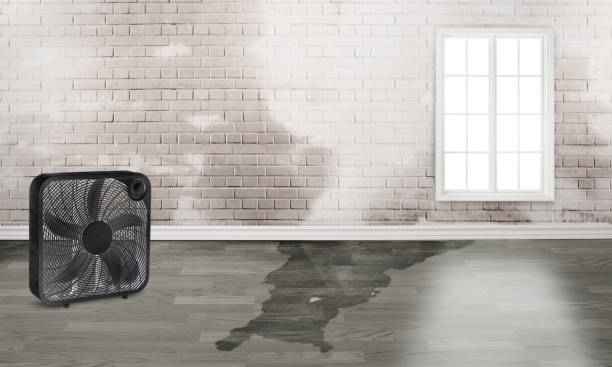 Best Basement water damage restoration  in Franklinville, NC