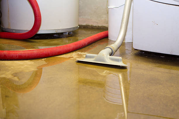 Best Mold removal after water damage  in Franklinville, NC